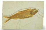 Detailed Fossil Fish (Knightia) - Wyoming #369427-1